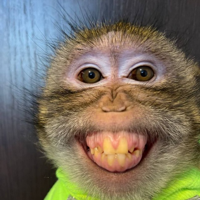 Avatar: MonkeyFansign