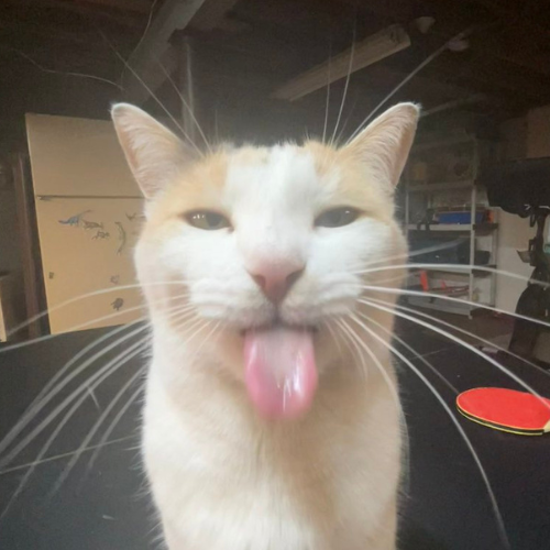Avatar: fweaky