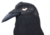 Avatar: Crow